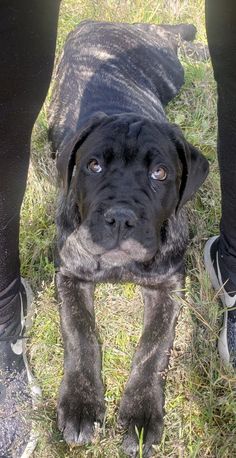 a close up of a dog on the ground with its owner's leg in the background