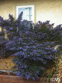 purple flowers growing on the side of a building