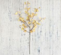 a plant with yellow leaves on a white wooden background