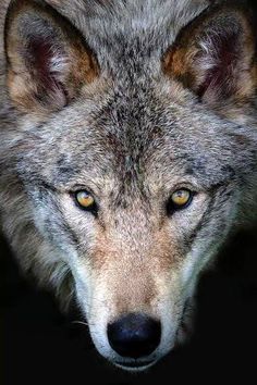 a wolf looking at the camera with yellow eyes