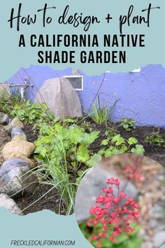 how to design and plant a california native shade garden with text overlay that reads, how to design and plant a california native shade garden