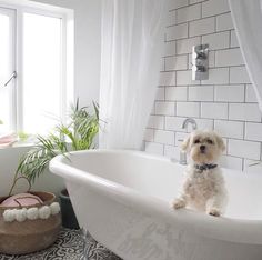 a dog sitting on the edge of a bathtub