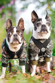 two small dogs dressed in clothes standing next to each other