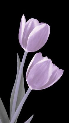 three pink tulips are shown against a black background