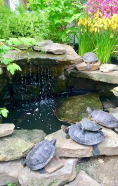 three turtles sitting on top of rocks next to a small pond with water running from it