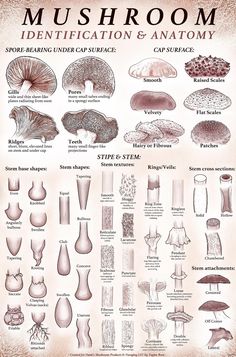 the mushroom identification and anatomy poster