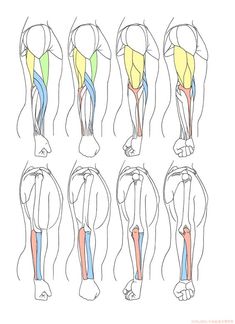 the muscles are shown in different positions, including the upper half and lower half of the body