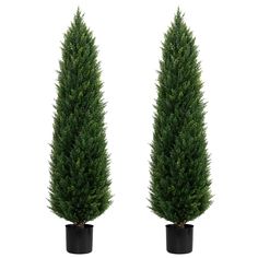 two tall trees in black pots on a white background