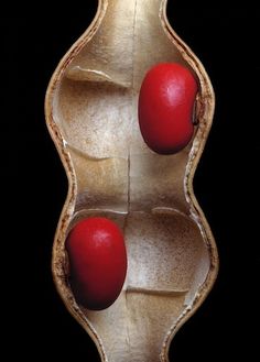 two red balls are in the middle of a golden pod shaped object with black background