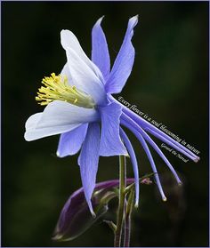 a blue and white flower with yellow stamen