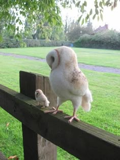 an owl and its chick are standing on a fence in front of a grassy field