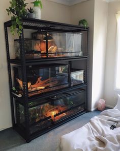 a shelf filled with different types of food in front of a window and plants on top of the shelves