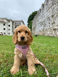 a small brown dog sitting on top of a lush green field next to a stone wall