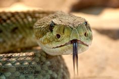 a close up of a snake with it's mouth open