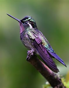 a hummingbird perched on a tree branch