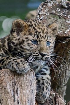 a young leopard cub climbing up a tree trunk with his paw on the log and looking at the camera