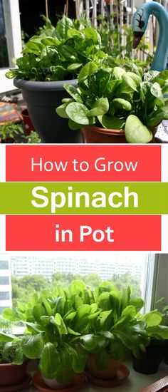 several potted plants with the words how to grow spinach in pot