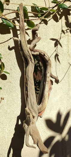 a tree branch is growing out of the side of a wall with a mirror in it