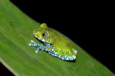 a green and blue frog sitting on top of a leaf