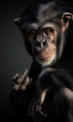 an image of a chimpan holding his hands up to his chest and looking at the camera