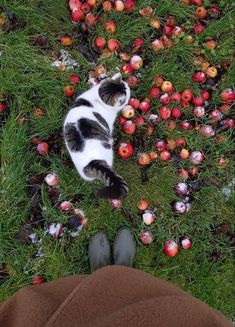 a cat laying in the grass next to an apple tree full of apples and someone's feet