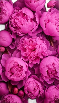 Imágenes de flores color rosa Peony Phone Wallpaper, Pink Peonies Wallpaper, Peonies And Hydrangeas, Peony Wallpaper, Pink Wallpaper Backgrounds, Pretty Wallpapers Backgrounds, Beautiful Bouquet