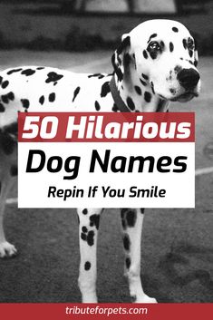 a dalmatian dog standing on top of a tennis court with the words 50 hilarious dog names repin if you smile