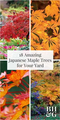 You can hardly go wrong with Japanese maples. Most have an exquisitely layered, cascading form and remarkable fall color. Find one that best suits your landscape needs from our list of top Japanese maple trees. Bloodgood Japanese Maple, Trees House, Japanese Maples, House Backyard