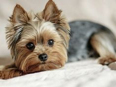 a small brown and black dog laying on top of a bed