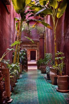 a narrow hallway with potted plants on either side and an archway between the two walls