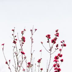 a tree with red flowers in the foreground and a white sky in the background