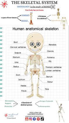 The skeletal system - Osteology - Cheat Sheet.
A quick knowledge about the skeletal system of the human body. explaining the meaning of osteology. classifying the bones of the axial skeleton and the appendicular skeleton. it shows the functions of the skeletal system. Appendicular Skeleton, Skeleton System, Axial Skeleton, The Skeletal System, Thoracic Vertebrae, Cervical Vertebrae