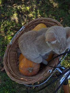 fall aesthetic Autumn Angel, Misty Autumn, Fall Feeling, Autumn Animals, Aesthetic Ig, Fall Mood, Power Animal, Autumn Actvities, Caramel Macchiato