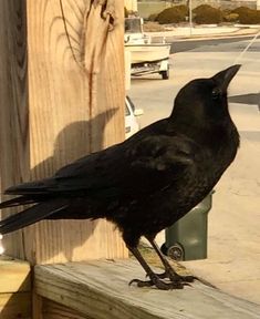 a black bird sitting on top of a wooden post