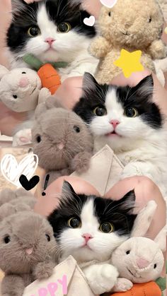 a collage of cats and stuffed animals with hearts on them, including one black and white cat