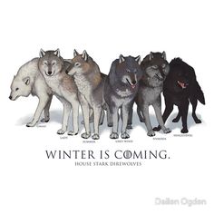 five wolfs are standing in a row with the caption winter is coming house stark direwolves