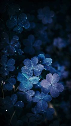 some blue flowers that are in the dark