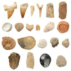 an assortment of sea shells on a white background