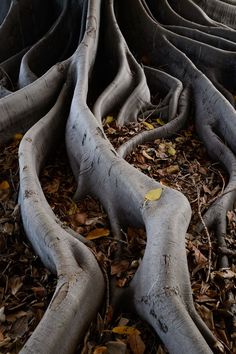 the tree roots are very large and have no leaves on them