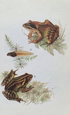 an image of frog life cycle with pictures on the front and back side by side