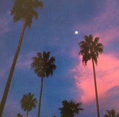 palm trees are silhouetted against the evening sky with a full moon in the distance