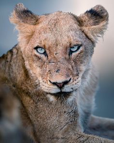 a close up of a lion cub with blue eyes