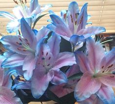 blue and pink flowers are in a vase