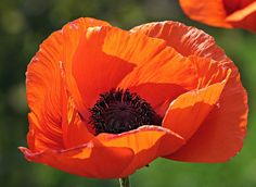 an orange flower with black stamen in the middle