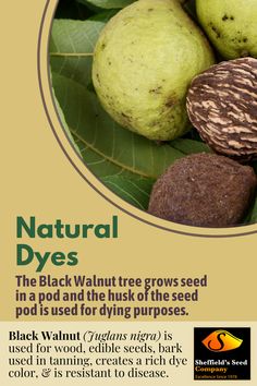 an advertisement for the black walnut tree grows seed in a pod and the husk of the seed pod is used for dying purposes