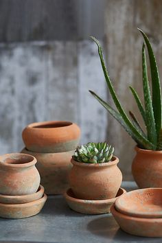 several clay pots with succulents and one green plant in them on a table