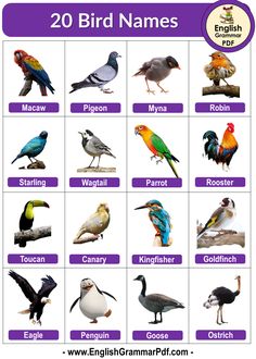 an english poster with different types of birds and names for each bird in the world