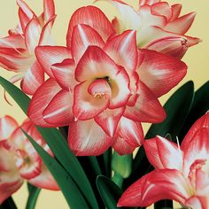 red and white flowers with green stems in front of a yellow background