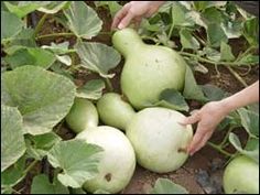 someone picking apples from the ground in their garden