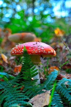 a red mushroom sitting on top of a lush green forest